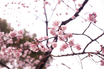 Beautiful branches of pink cherry blossom 