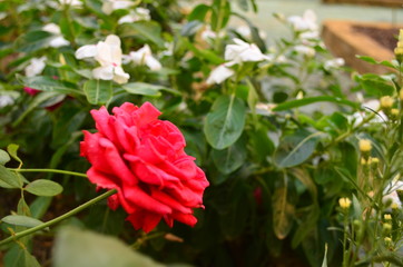 red rose