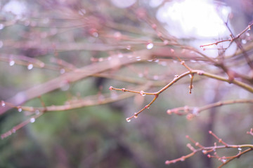 light blur Background of water dropped on the branches of tree in spring
