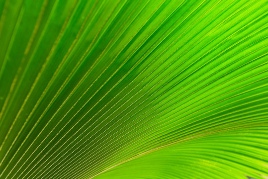 Texture of green palm leaf for background