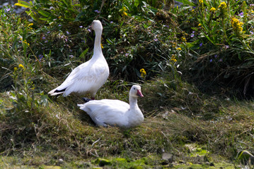 Snow Goose relaxing in high grass