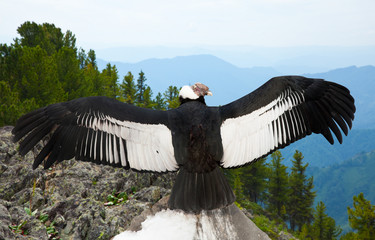 Andean condor © JackF