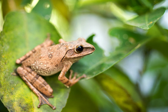 Brown common tree frog in Thailand