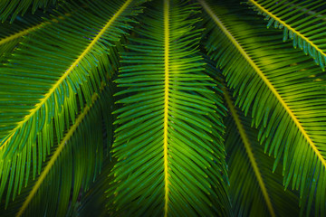 green palm leaf surface