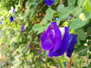 Butterfly pea a kind of herbal in Thailand.Its can be food and prophylactic.