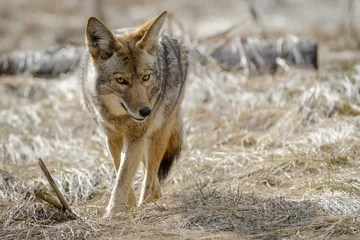 Foto op Canvas Coyote 1 © Elliot