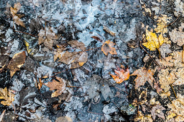 Autumn background. Texture of frozen yellow maple leaves close up.