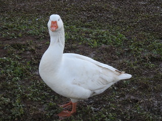 Obraz premium white duck with closed wings, on a muddy lawn looking directly at the camera.