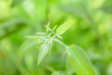 Fototapeta na wymiar Fresh green leaf with clear blue sky