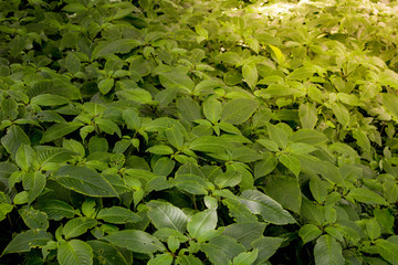 Leaves As herbs In the village