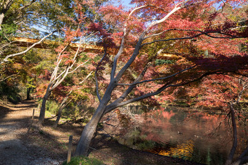 紅葉するカエデ