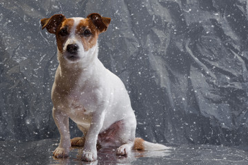 Jack Russell Terrier mit Schneeflocken
