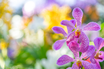 Beautiful orchid purple and pink in garden , can used for greeting cards
