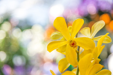 Beautiful orchid yellow in garden , can used for greeting cards
