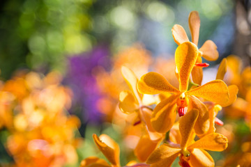 Fototapeta premium Beautiful orchid yellow in garden , can used for greeting cards