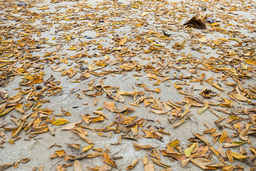 Many dried leaves. Fall Spread on concrete floors full of space.