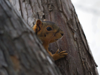 Close Up Of A Squirrel Eating Sunflower Seeds That It Is