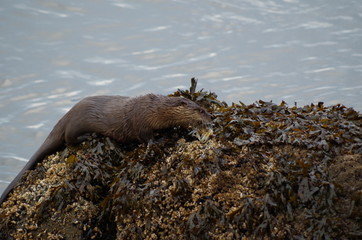 otter eating crab