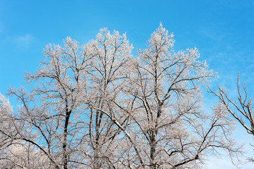 Obraz na płótnie Canvas winter trees in the foreground