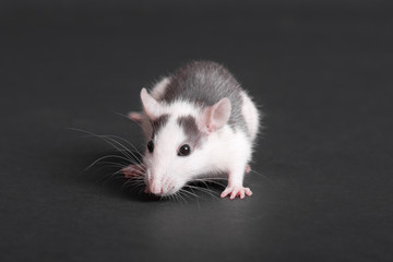 portrait of domestic baby rat