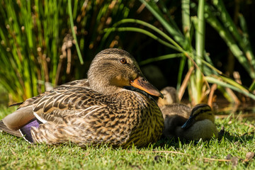 mum duck and ducklings