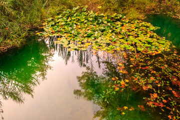 In an enchantet forest