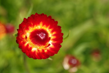 flowers in flame with green background