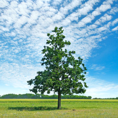 Oak tree on green meadow and sky