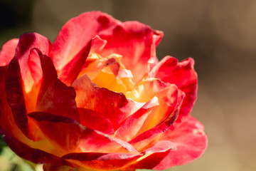 Orange red rose close up in bloom