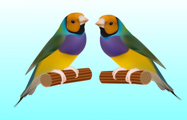 Gouldian Finch on white background