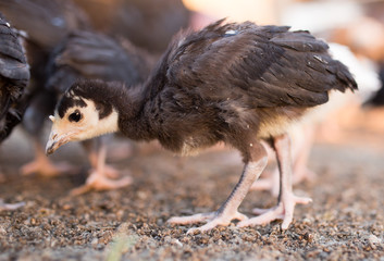 small turkey chickens graze on the farm