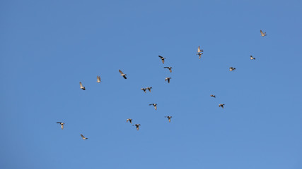 Doves soaring against blue skies during migration season