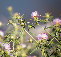Prickly plant in a park