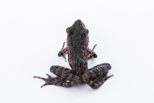 Odorrana schmackeri (Boettger, 1892) : frog on white background ,Amphibians of Thailand
