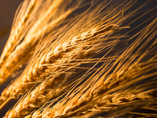 Wheat ears in golden light