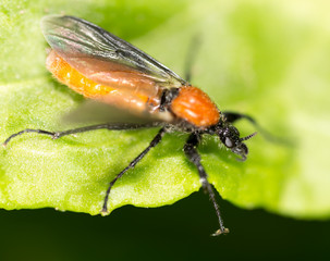 Portrait of a fly on a green leaf in nature