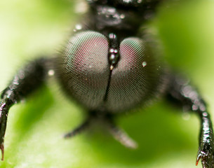 Portrait of a fly on a green leaf in nature