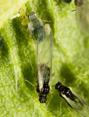 small aphid on a green leaf in the open air