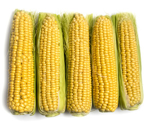 Yellow corn in the cob on a white background