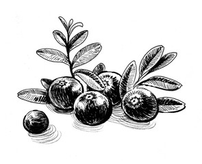 Cranberries. Ink black and white illustration.
