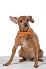 brown dog with yellow tie, fashion and style, on white background