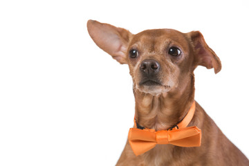 brown dog with yellow tie, fashion and style, on white background