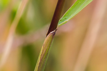 Wassertropfen als Lupe