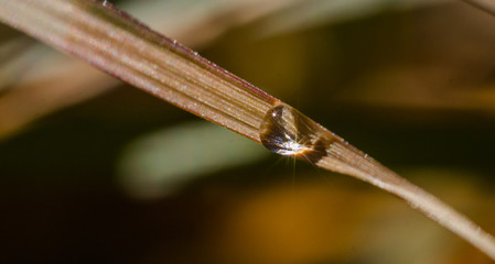 Wassertropfen als Lupe