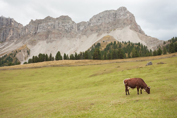 Fototapeta na wymiar some cows in a pasture in Val di Funes in Italy