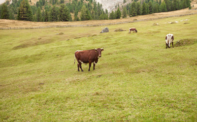 some cows in a pasture in Val di Funes in Italy