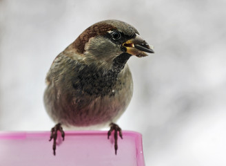 House Sparrow with Sunflower Seed