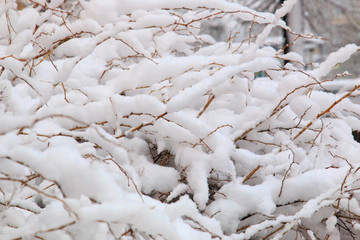 Bush covered with the first fluffy snow in winter close