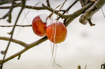 Two Christmas apples covered with snow.
