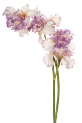 Cercles muraux Iris iris flower isolated